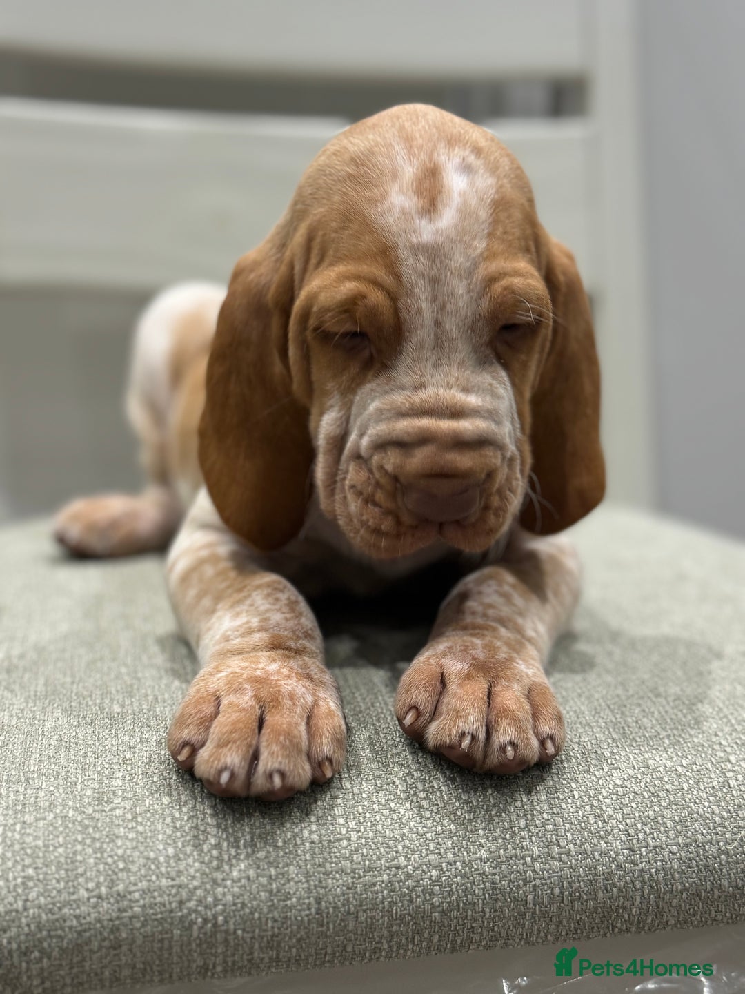 Bracco Italiano dogs for sale: KC TOP QUALITY BRACCO PUP AVAILABLE  - Advert 21