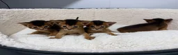 Abyssinian cats for sale: Champion parents amazing kittens  - Advert 10