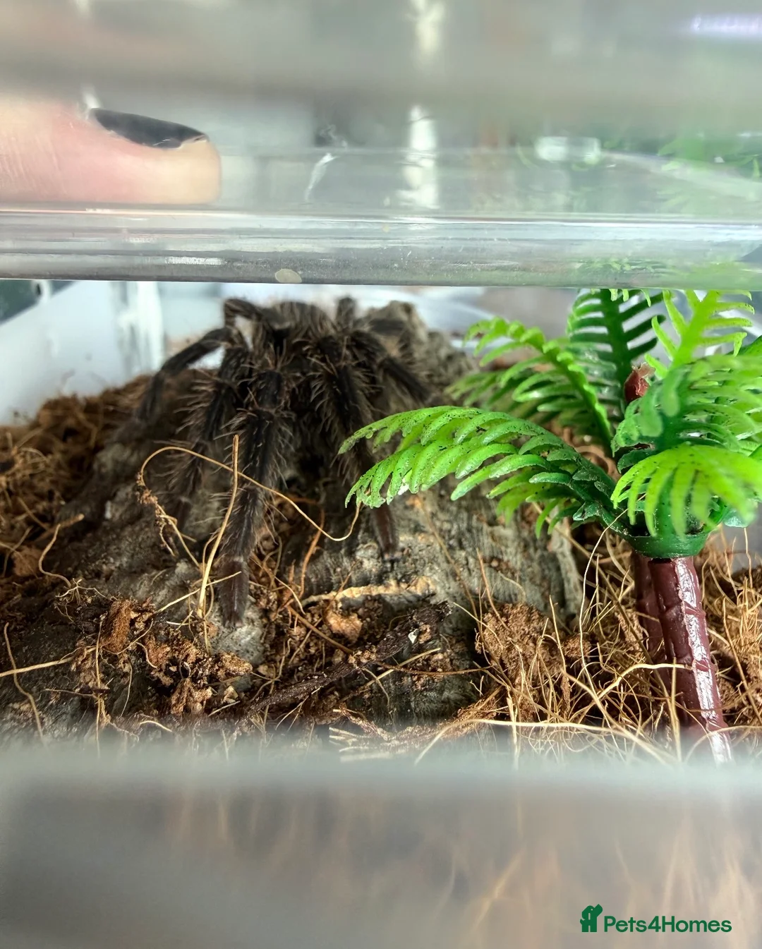 Tarantulas invertebrates for sale: salmon pink juvenile  - Advert 1