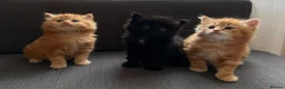 Mixed Breed cats for sale: 1 fluffy black girl is looking for a home - Advert 2