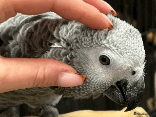 Parrots birds Gorgeous baby hand reared African Greys - Advert 1