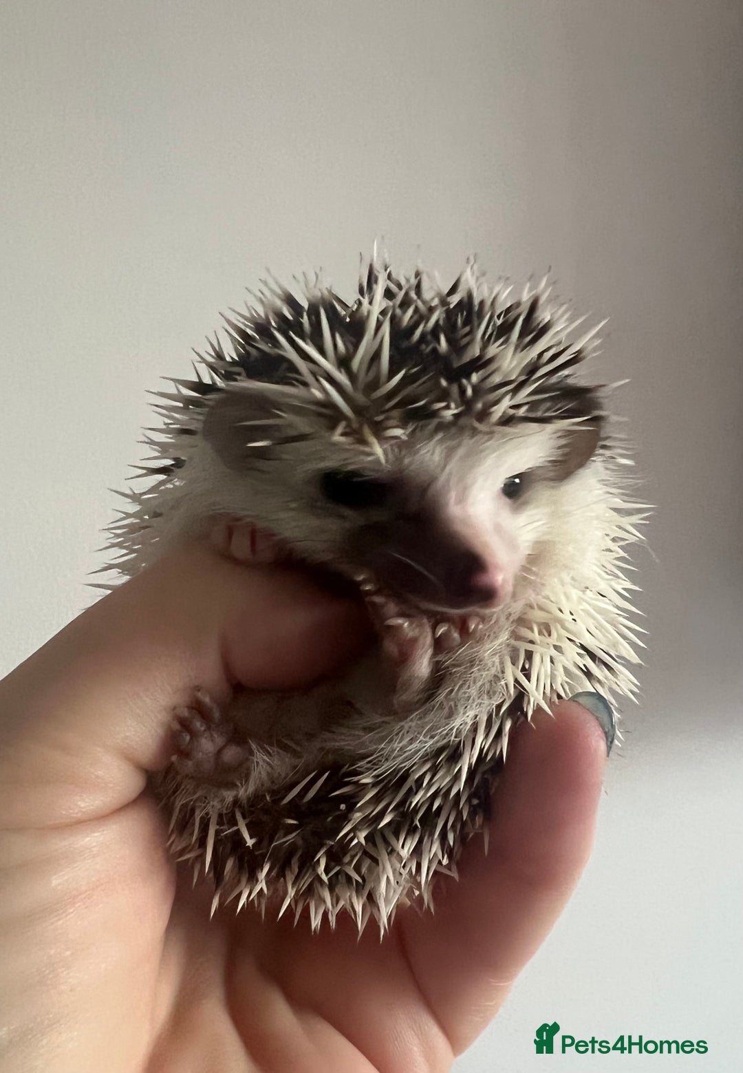 Pygmy Hedgehog rodents for sale: African Pygmy hedgehogs hoglets  - Advert 17