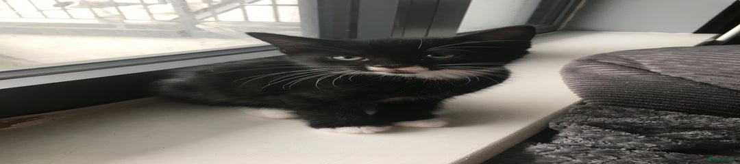Turkish Angora Kitten 2