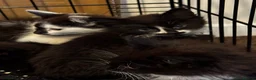 Mixed Breed cats for sale: Kittens for sale in Sheffield - Advert 2