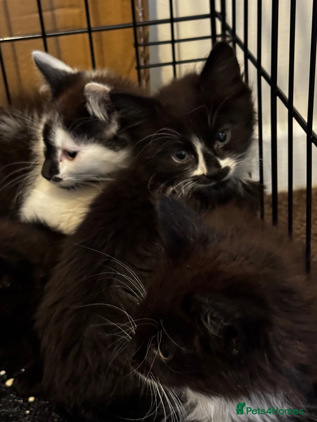 Mixed Breed cats for sale: Kittens for sale in Sheffield - Advert 2