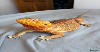 Dragon reptiles - Advert 14