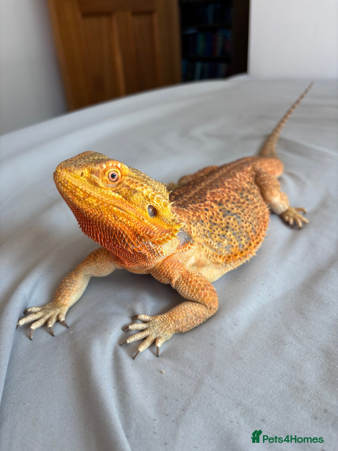 Dragon reptiles for sale: Leatherback Bearded Dragon - Image 2