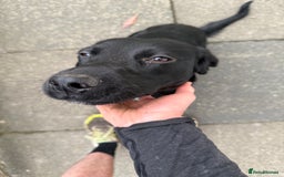 Mixed Breed dogs for sale: 1 year old GSP X Lab  - Image 15