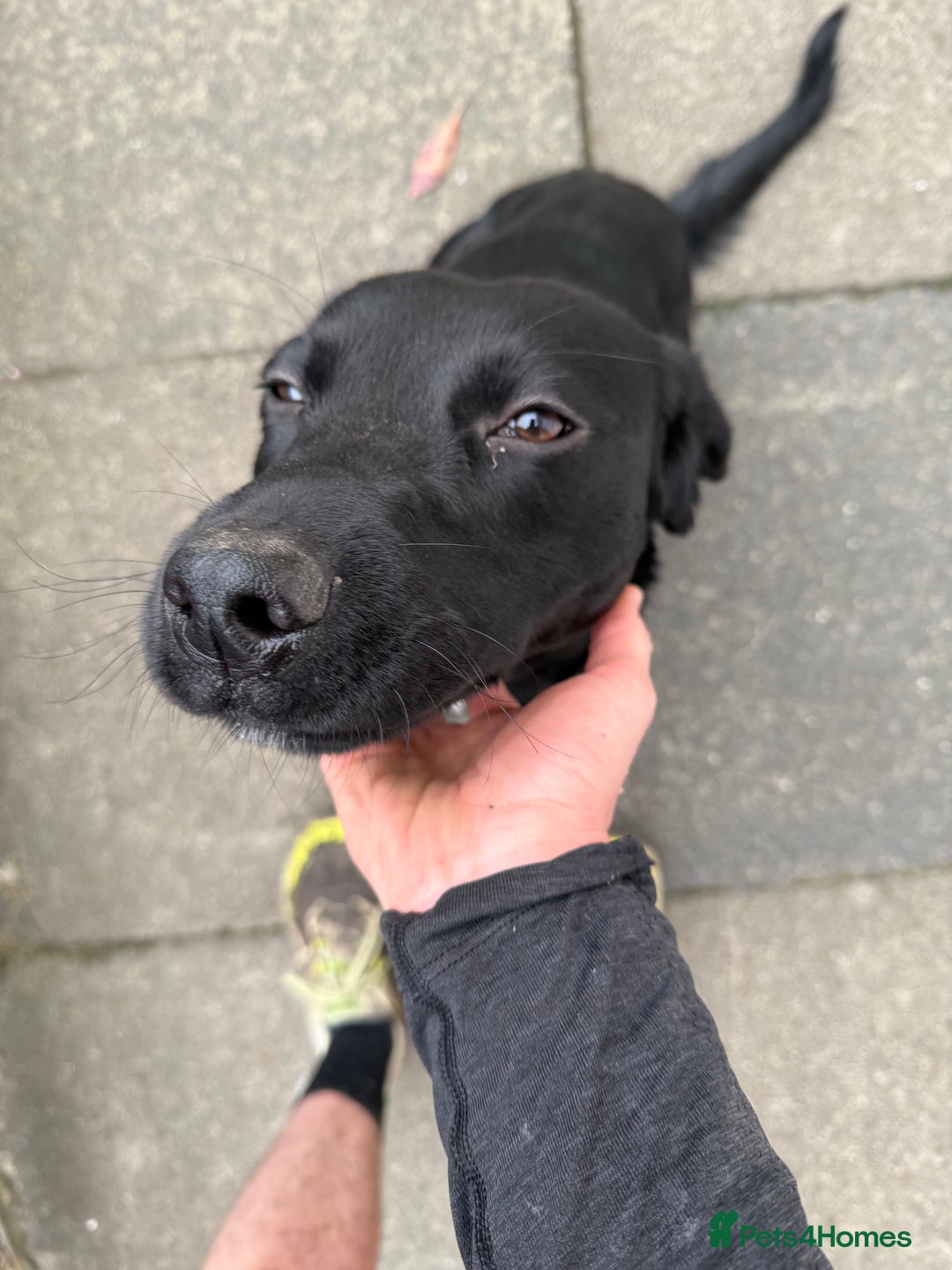 Mixed Breed dogs for sale: 1 year old GSP X Lab  - Image 15