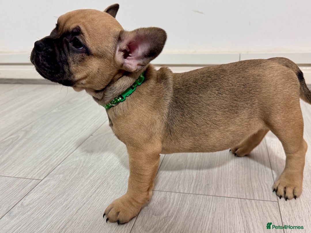 Mixed Breed dogs for sale: French Bulldog x Standard Bully Pups - Advert 16