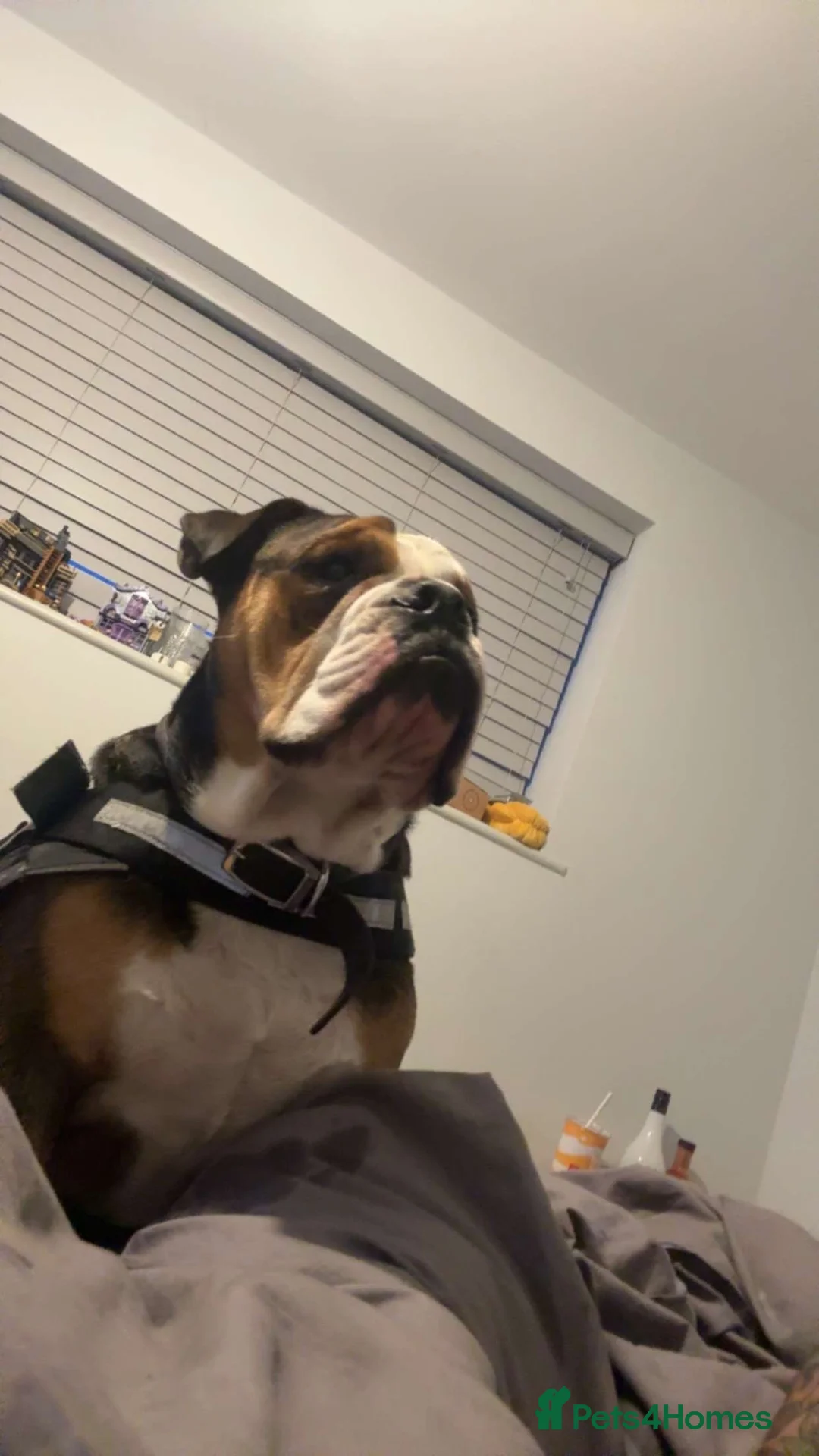 English Bulldog dogs for sale: Loving English Bulldog - Advert 2