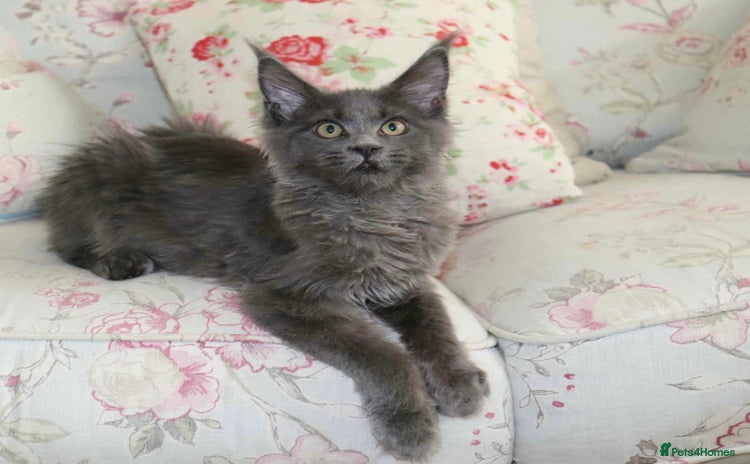 Maine Coon cats - Advert 7