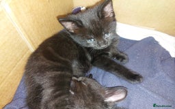 Domestic Shorthair cats for sale: Kittens & mother cat for sale - Image 4