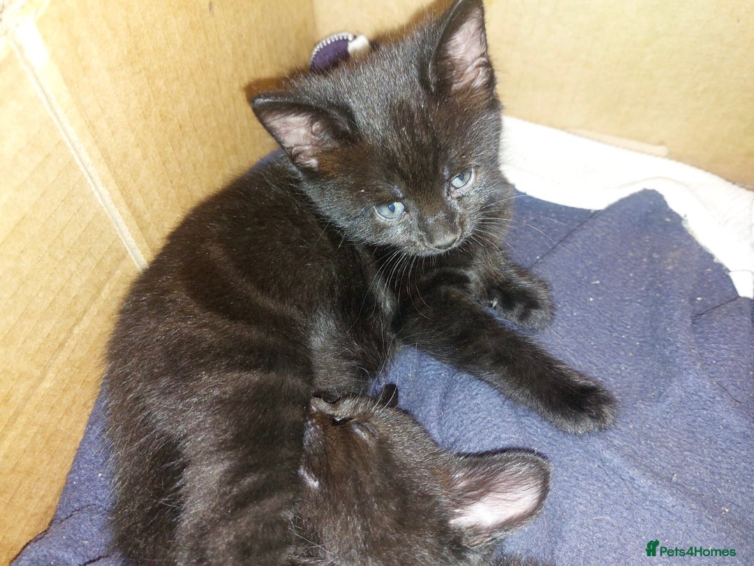 Domestic Shorthair cats for sale: Kittens & mother cat for sale - Image 4