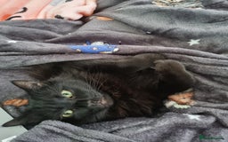 British Longhair cats for sale: Beautiful Male Neutered Black House Cat - Image 6