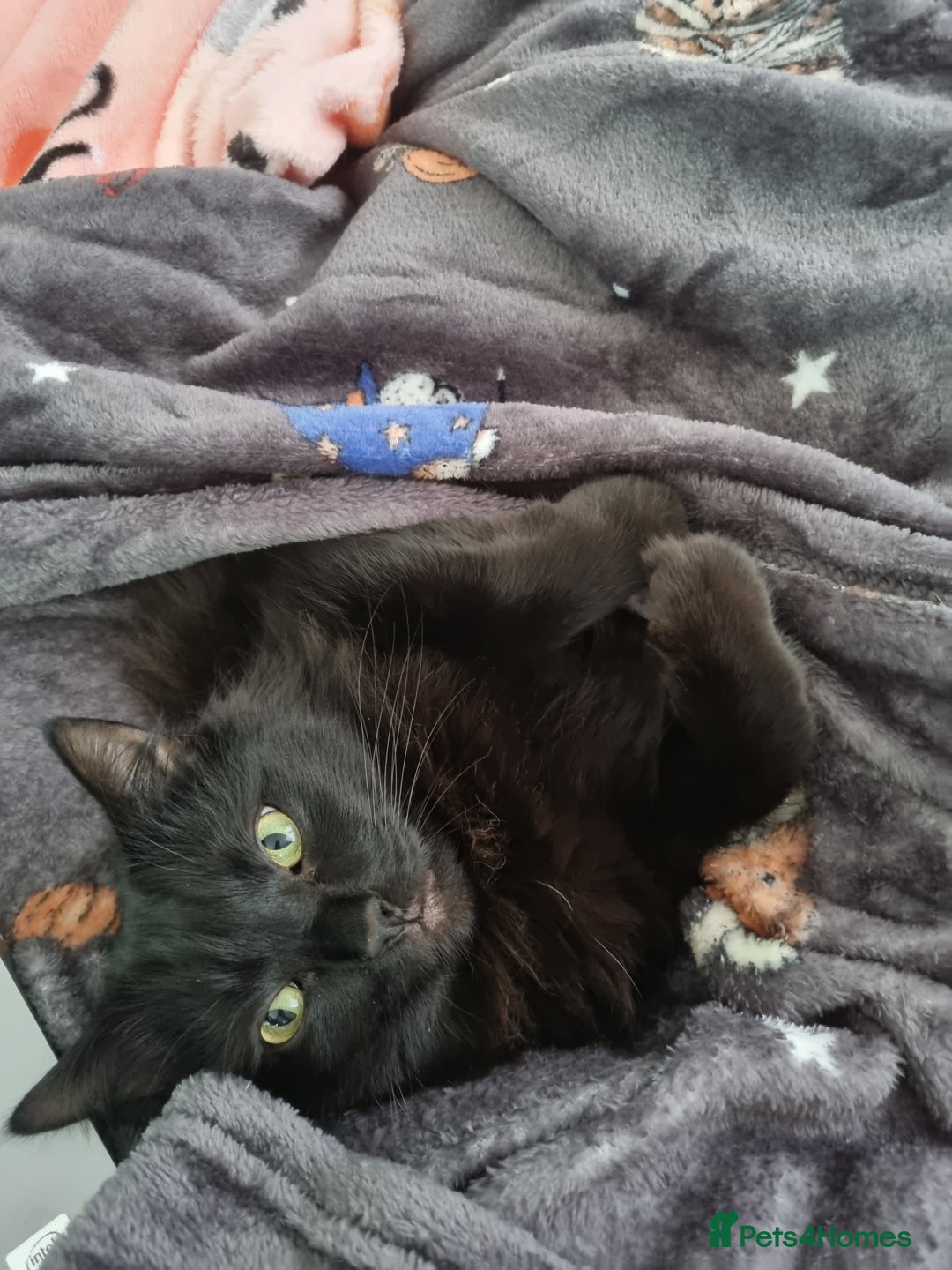 British Longhair cats for sale: Beautiful Male Neutered Black House Cat - Image 6