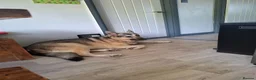 Mixed Breed dogs for sale: Family German Shepherd alaskin malamute dog - Advert 5