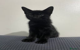 Mixed Breed cats for sale: 2 months old kittens  - Image 6