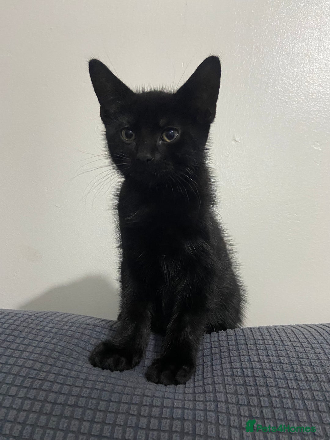 Mixed Breed cats for sale: 2 months old kittens  - Image 6