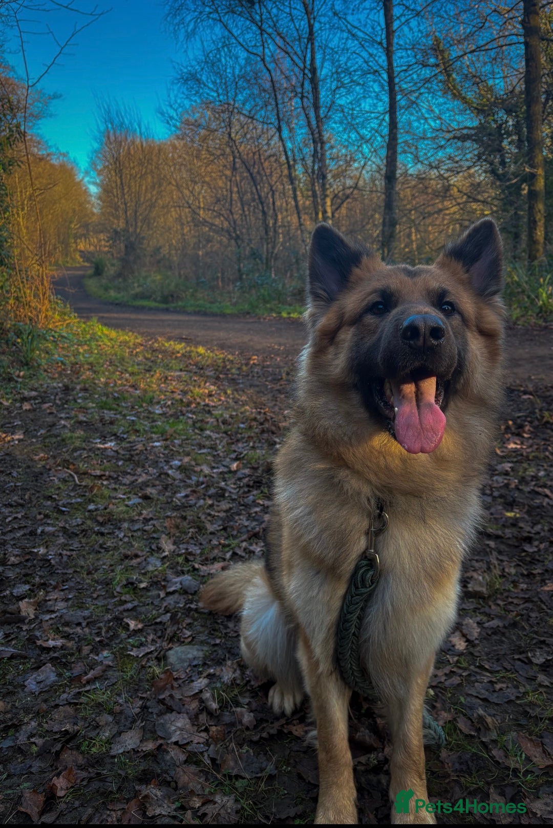 German Shepherd dogs for sale: German shepherd puppies - Advert 11