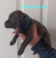 Staffordshire Bull Terrier dogs - Advert 1