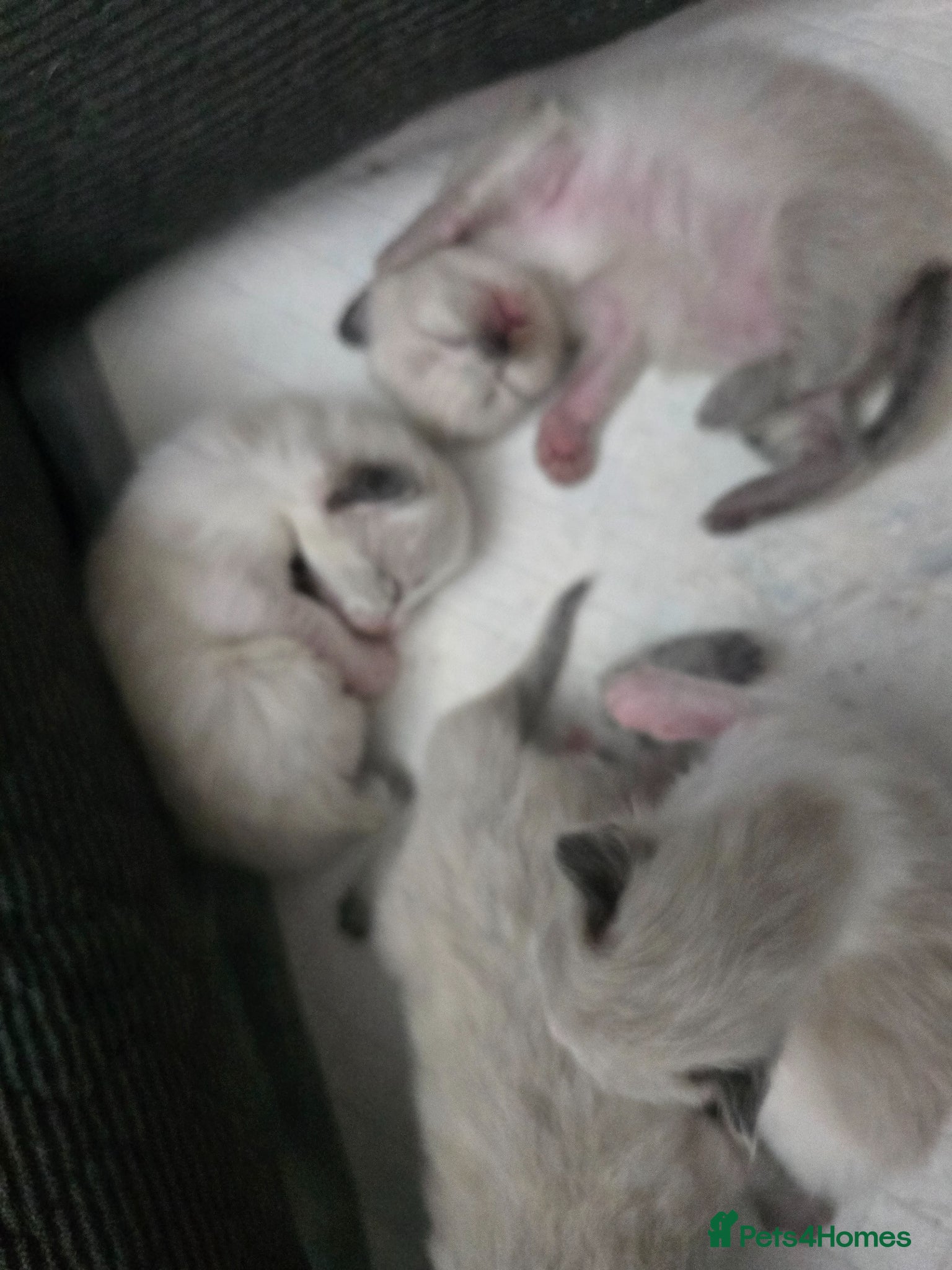 Ragdoll cats for sale: Sky kittens 😸 ♥️  - Advert 7