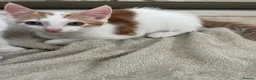 Mixed Breed cats for sale: 2 kittens ready for new homes  - Advert 8