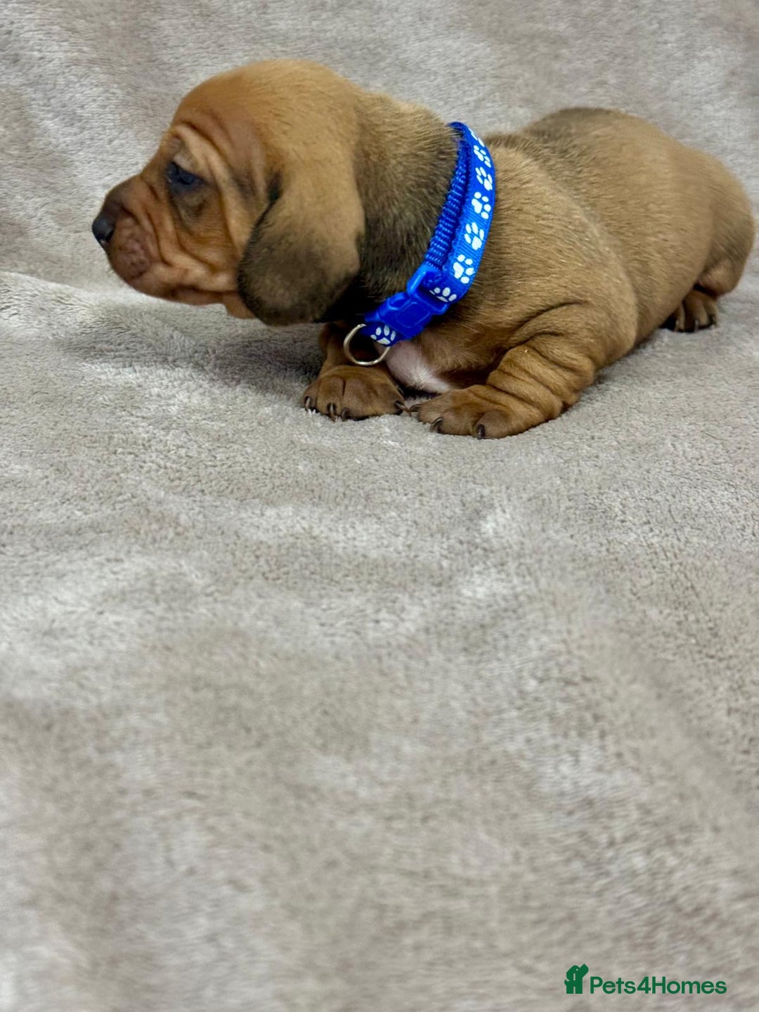 Miniature Dachshund dogs for sale: Beautiful miniature dachshund litter - Advert 17