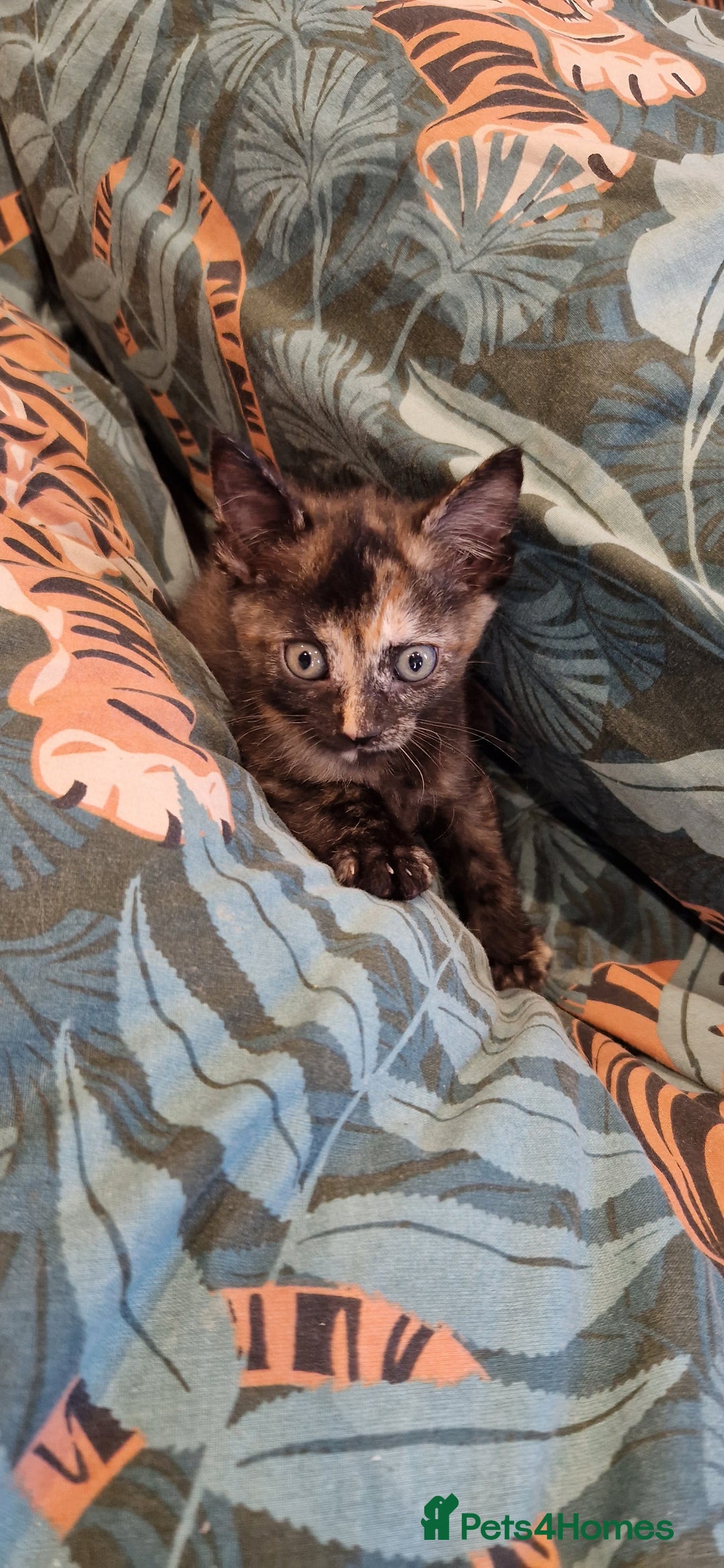 Mixed Breed cats for sale: Maine coon X Sphynx - Advert 6