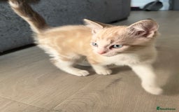 Maine Coon cats for sale: Gorgeous RARE Maine coon X Siamese Kitty 🩷 - Image 2