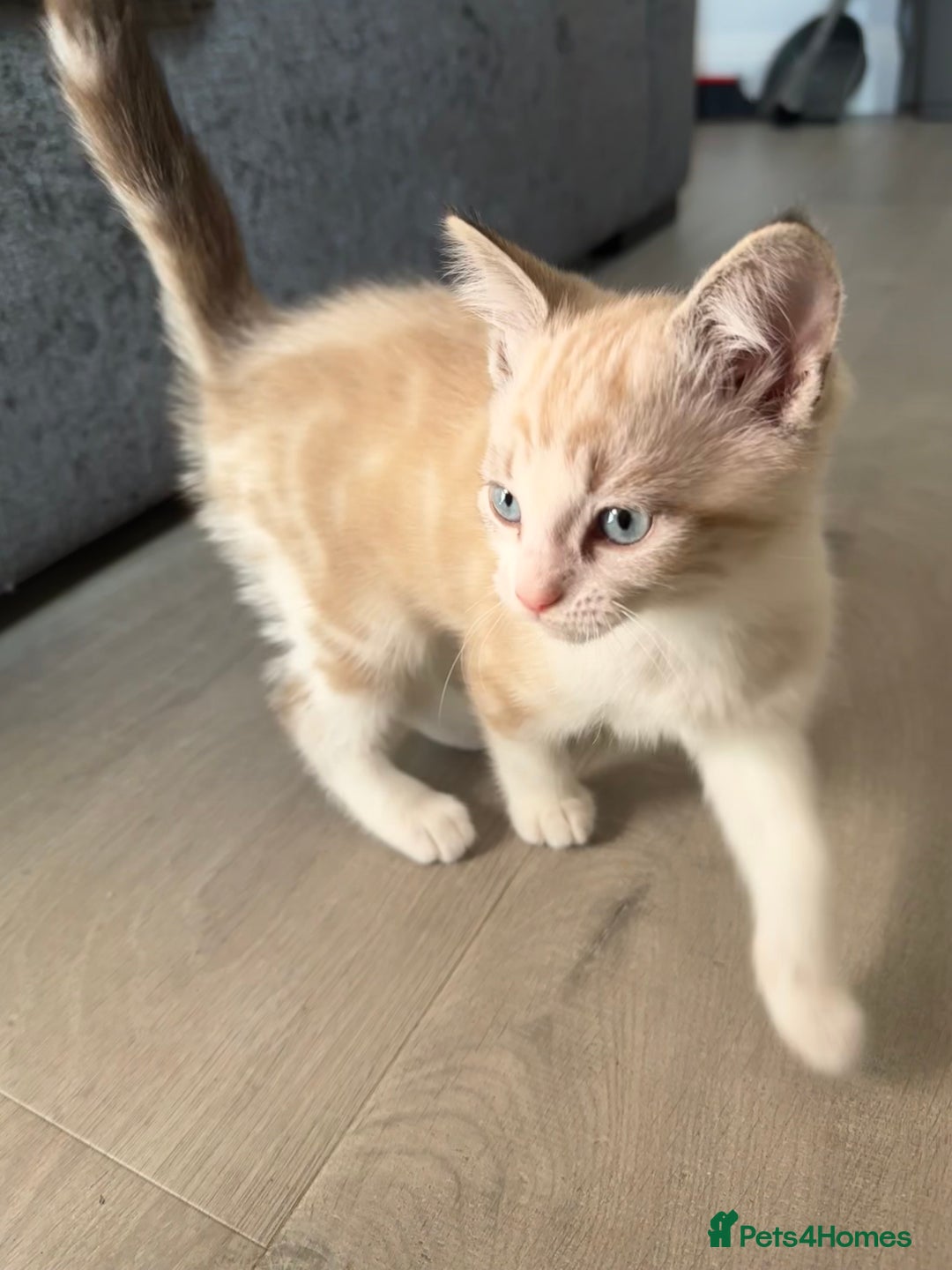 Maine Coon cats for sale: Gorgeous RARE Maine coon X Siamese Kitty 🩷 - Image 2
