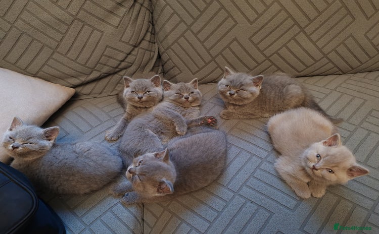 British Shorthair cats - Advert 2