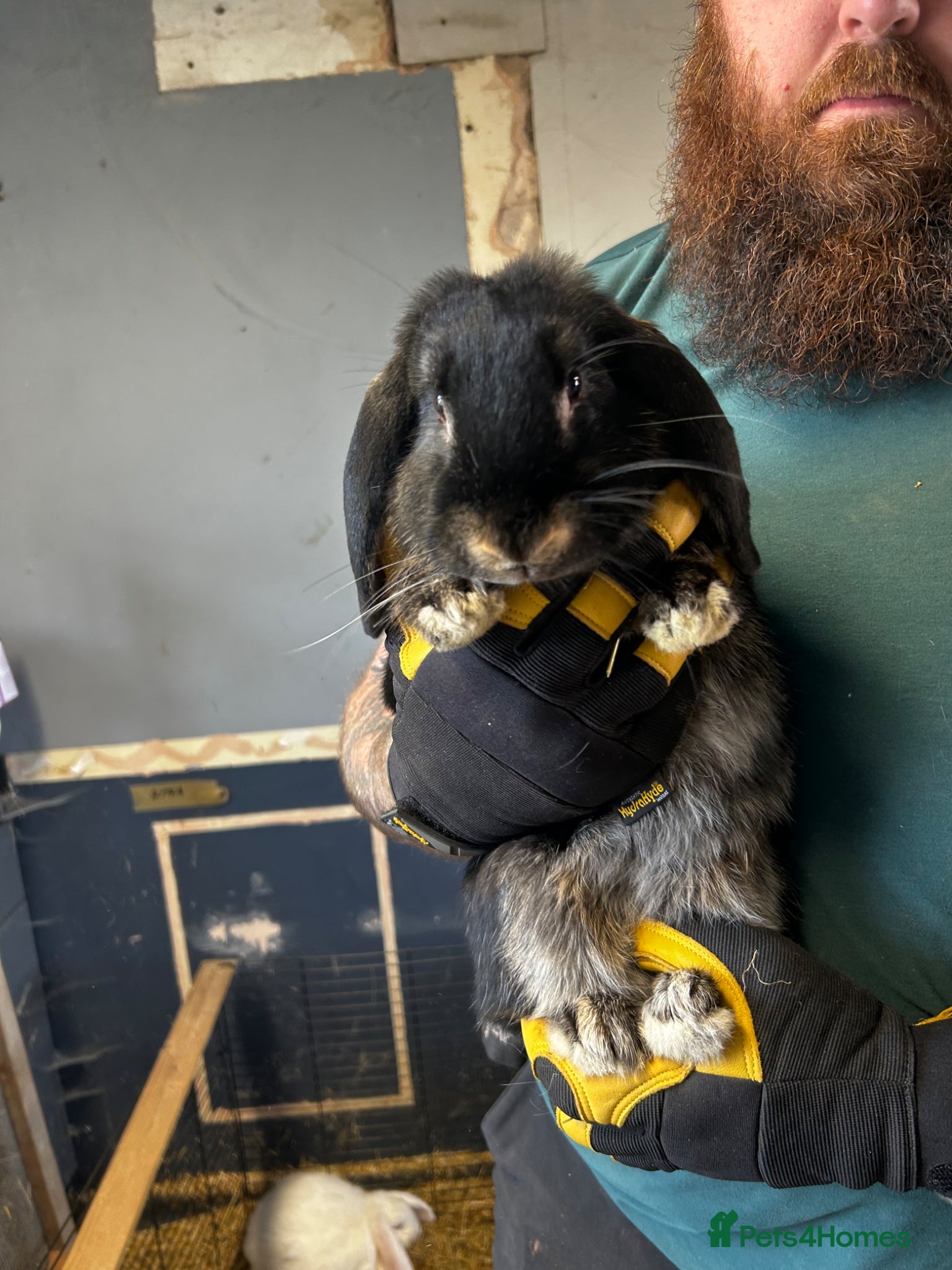 French Lop rabbits 3 French Lop Rabbits, 4 Months, 3 Available - Advert 1