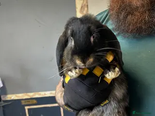 French Lop rabbits 3 French Lop Rabbits, 4 Months, 3 Available - Advert 1