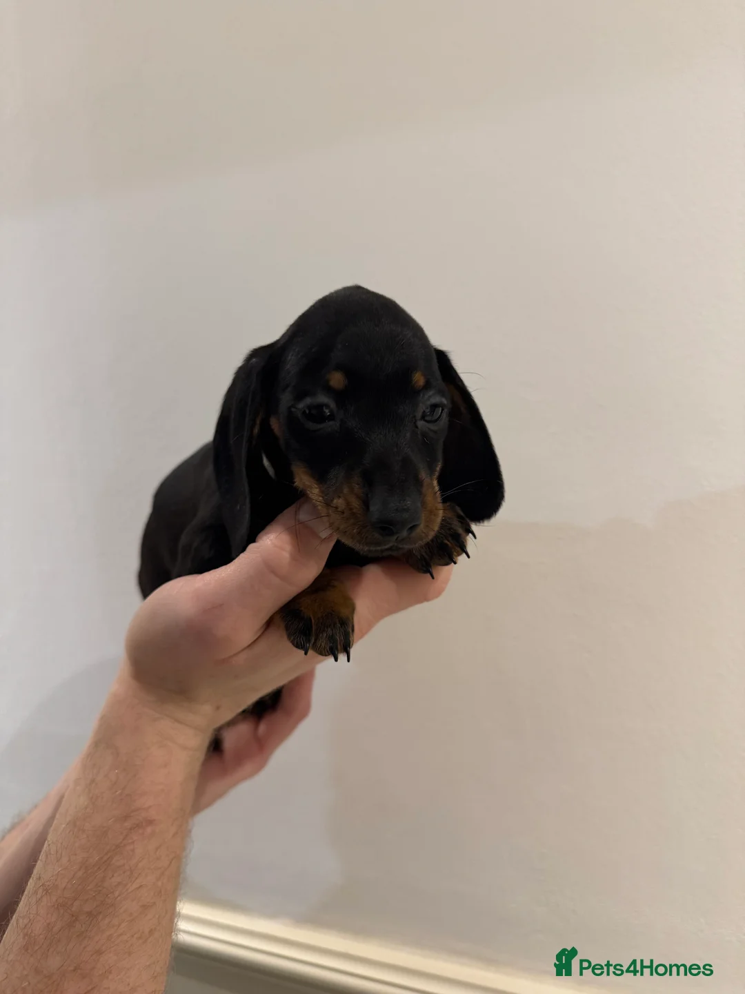 Miniature Dachshund dogs for sale: READY NOW KC Miniature Dachshunds  - Advert 8