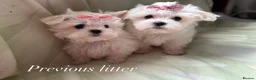 Maltese dogs for sale: Adorable KC Maltese puppies  - Advert 13