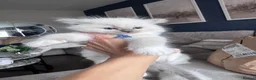 Ragdoll cats for sale: Stunning GCCF Registered Ragdoll Kitten - Advert 20