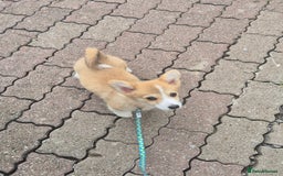 Welsh Corgi Pembroke dogs for sale: Kc registered female - Image 2