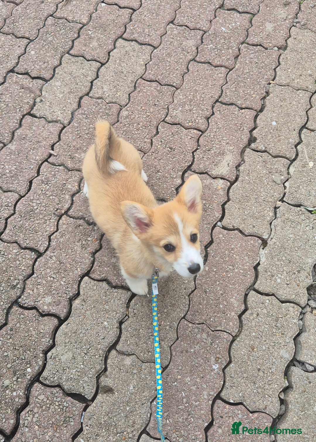 Welsh Corgi Pembroke dogs for sale: Kc registered female - Image 2