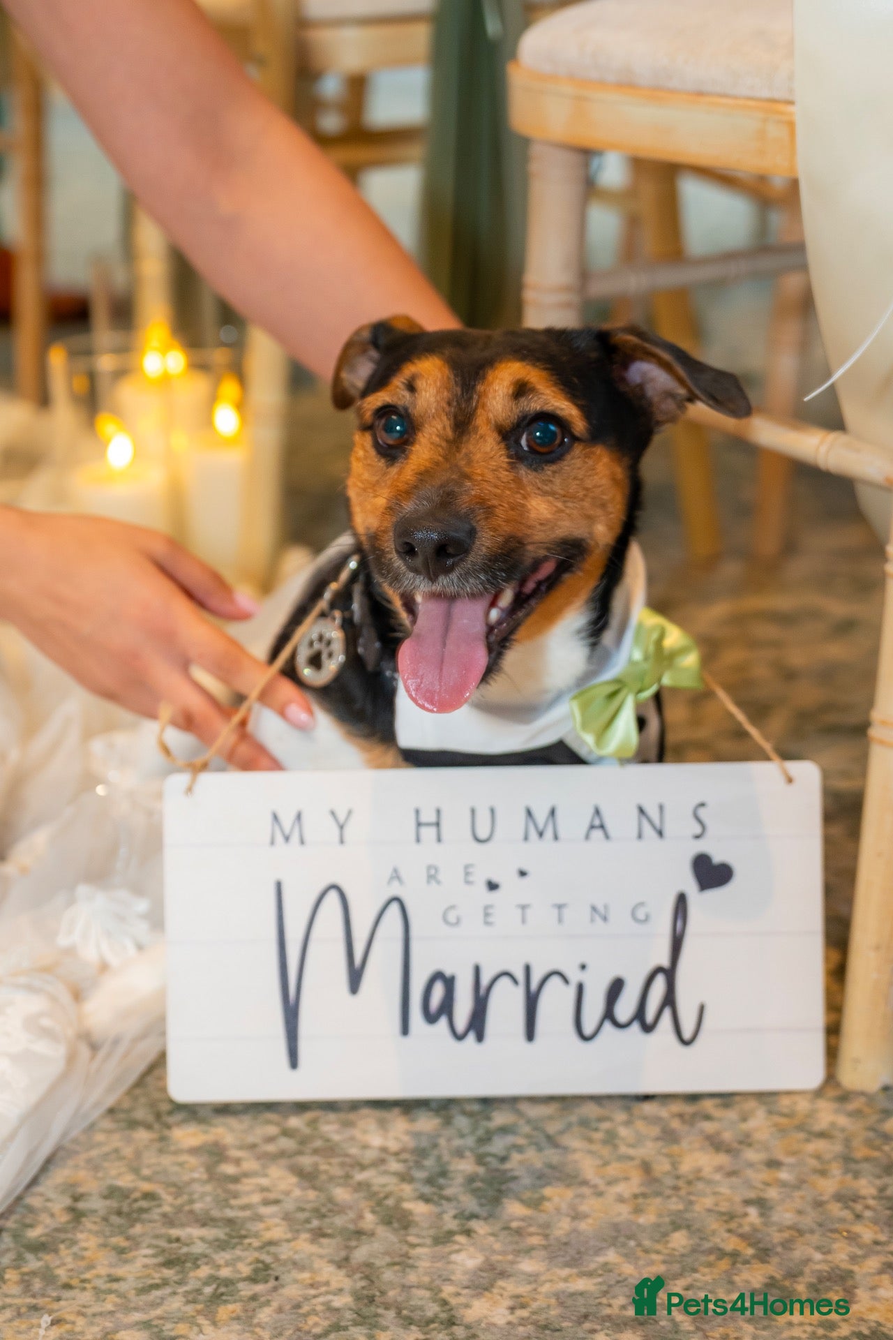 Jack Russell dogs MAXI — HANDSOME JACK RUSSELL AVAILABLE FOR STUD  - Advert 10