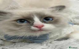 Ragdoll cats for sale: Blue Bicolor kittens 😸  - Image 3
