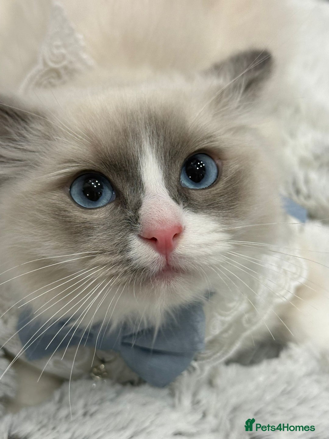 Ragdoll cats for sale: Blue Bicolor kittens 😸  - Image 3