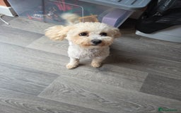 Maltipoo dogs for sale: Maltipoo for adoption - Image 2