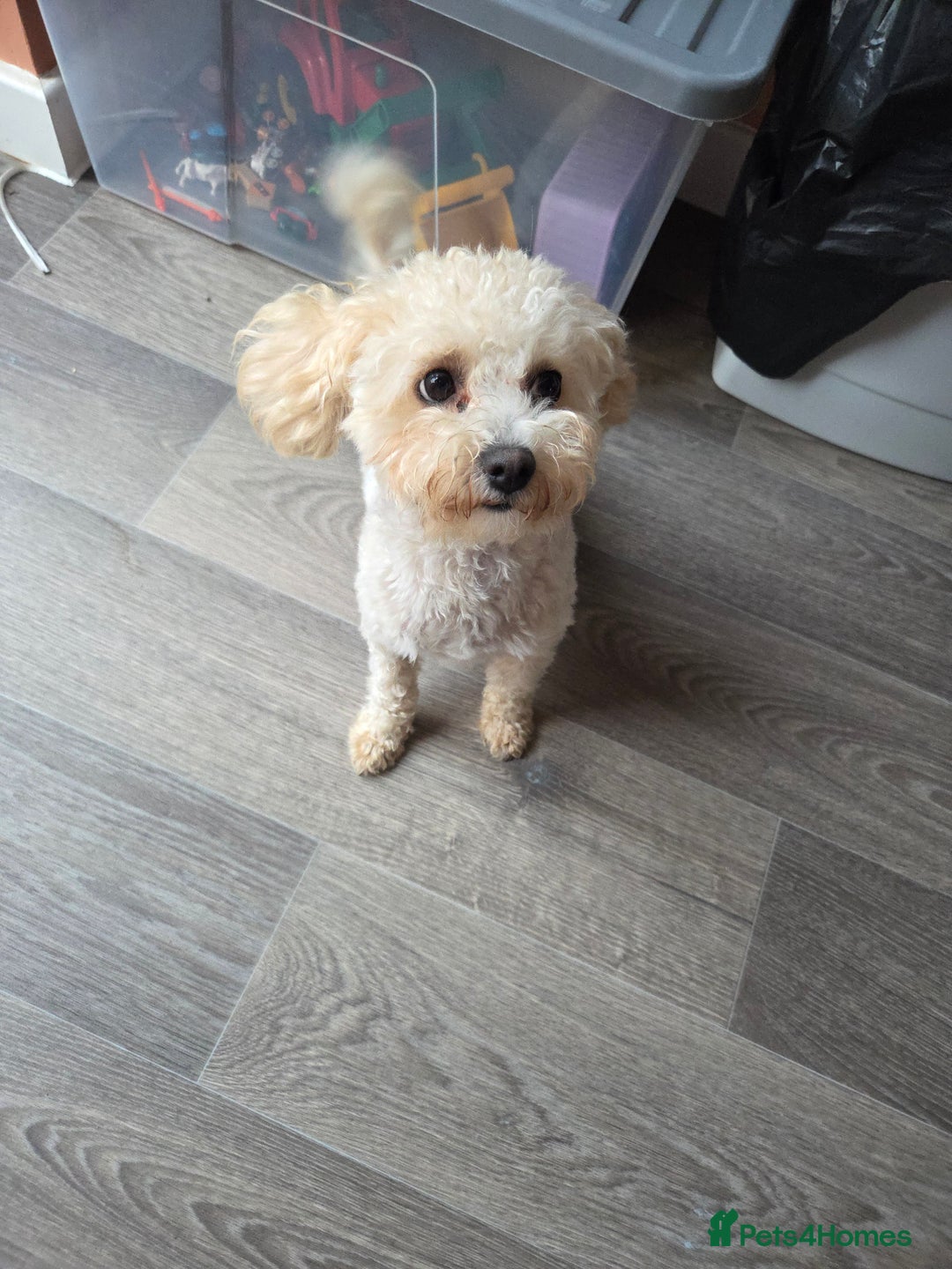 Maltipoo dogs for sale: Maltipoo for adoption - Image 2