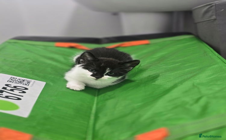 Domestic Shorthair cats - Advert 5