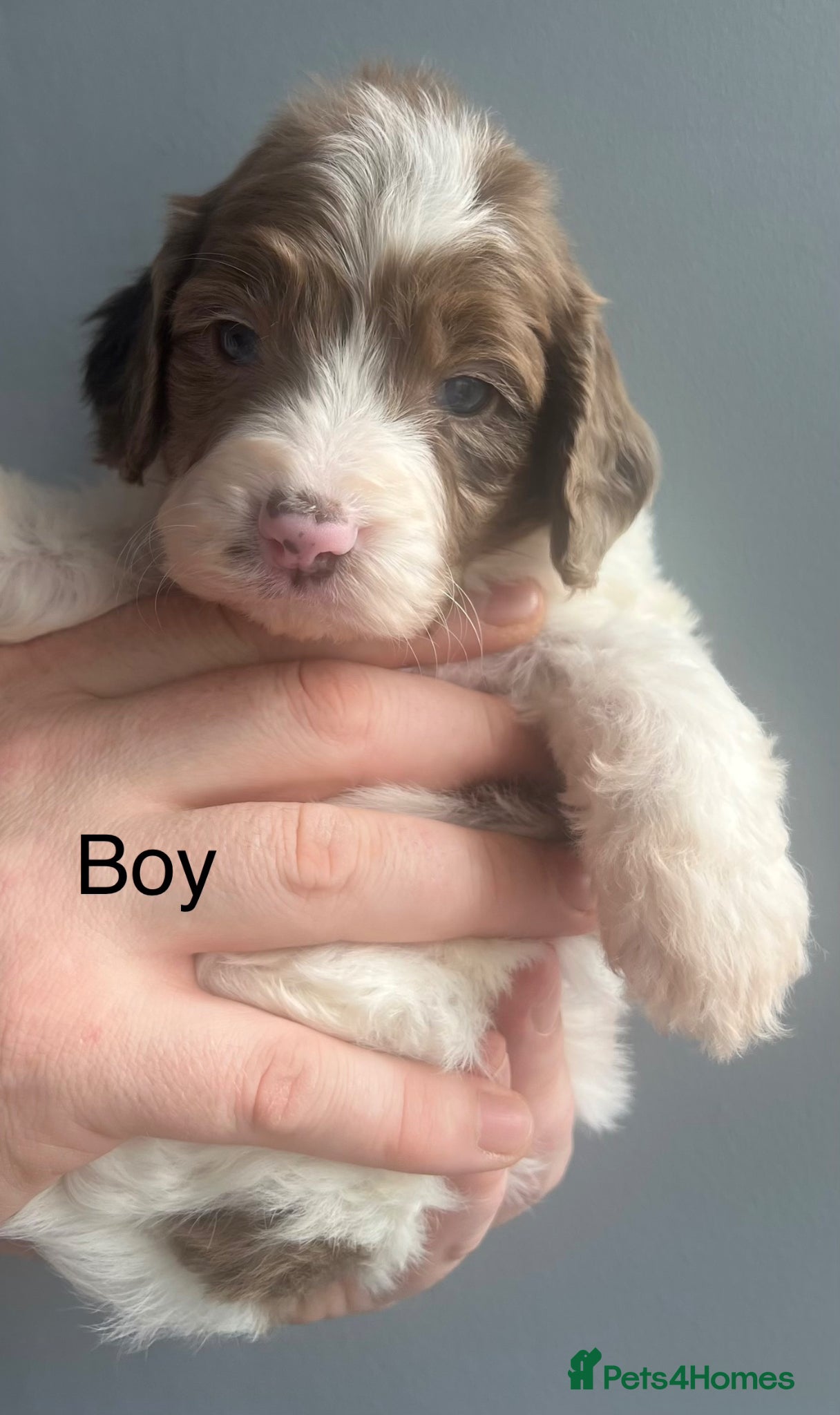 Sproodle dogs 🐶💕Adorable Sprockerpoo Puppies🐶💕 - Advert 2