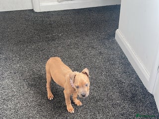 Mixed Breed dogs - Advert 1