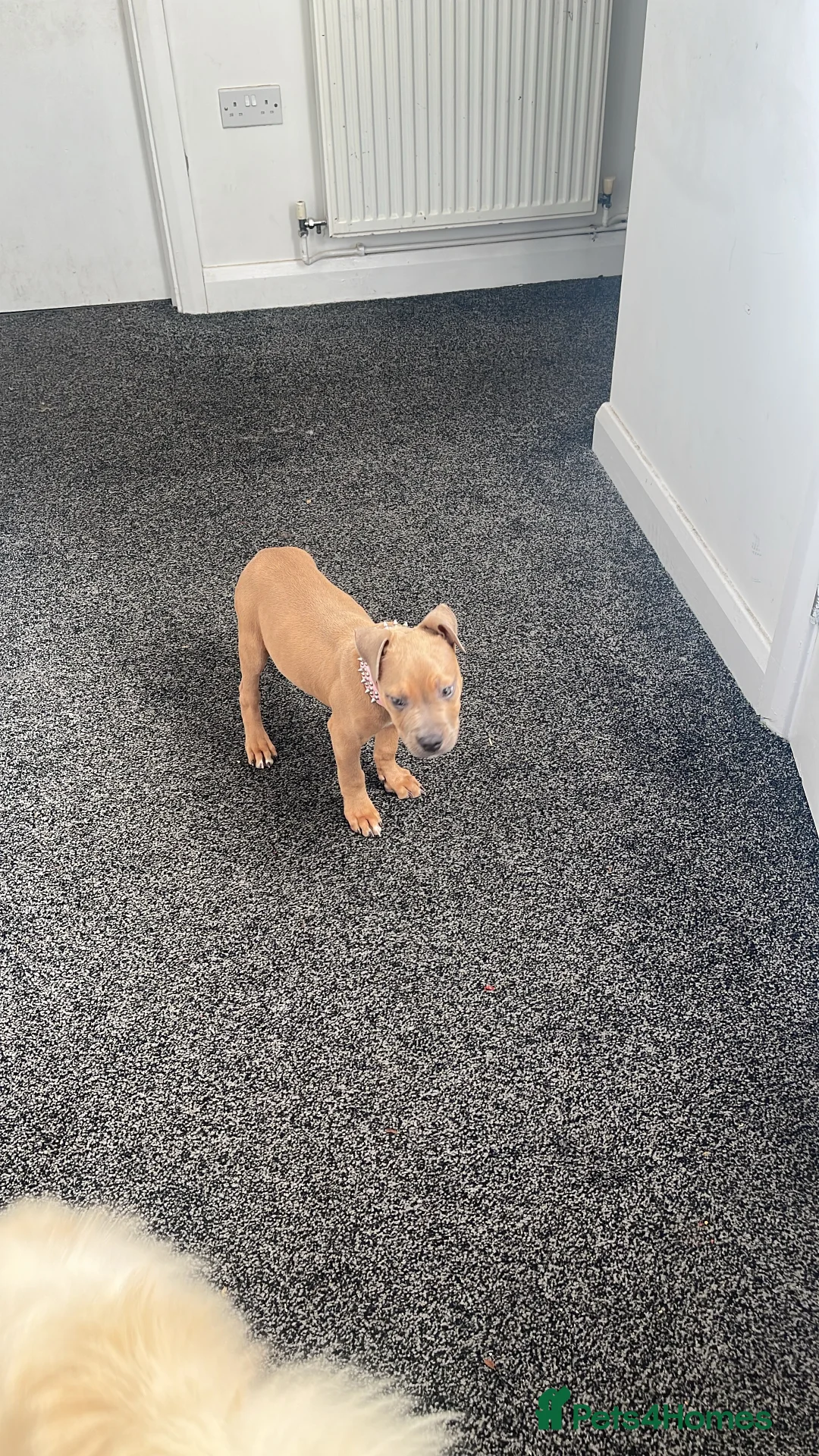Mixed Breed dogs for sale: Olde Tyme Bulldog x American Staffordshire Pups - Advert 2