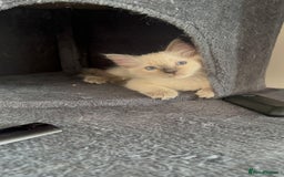 Ragdoll cats for sale: 🐾 LAST BLUEPOINT RAGDOLL FEMALE  🐾 - Image 5