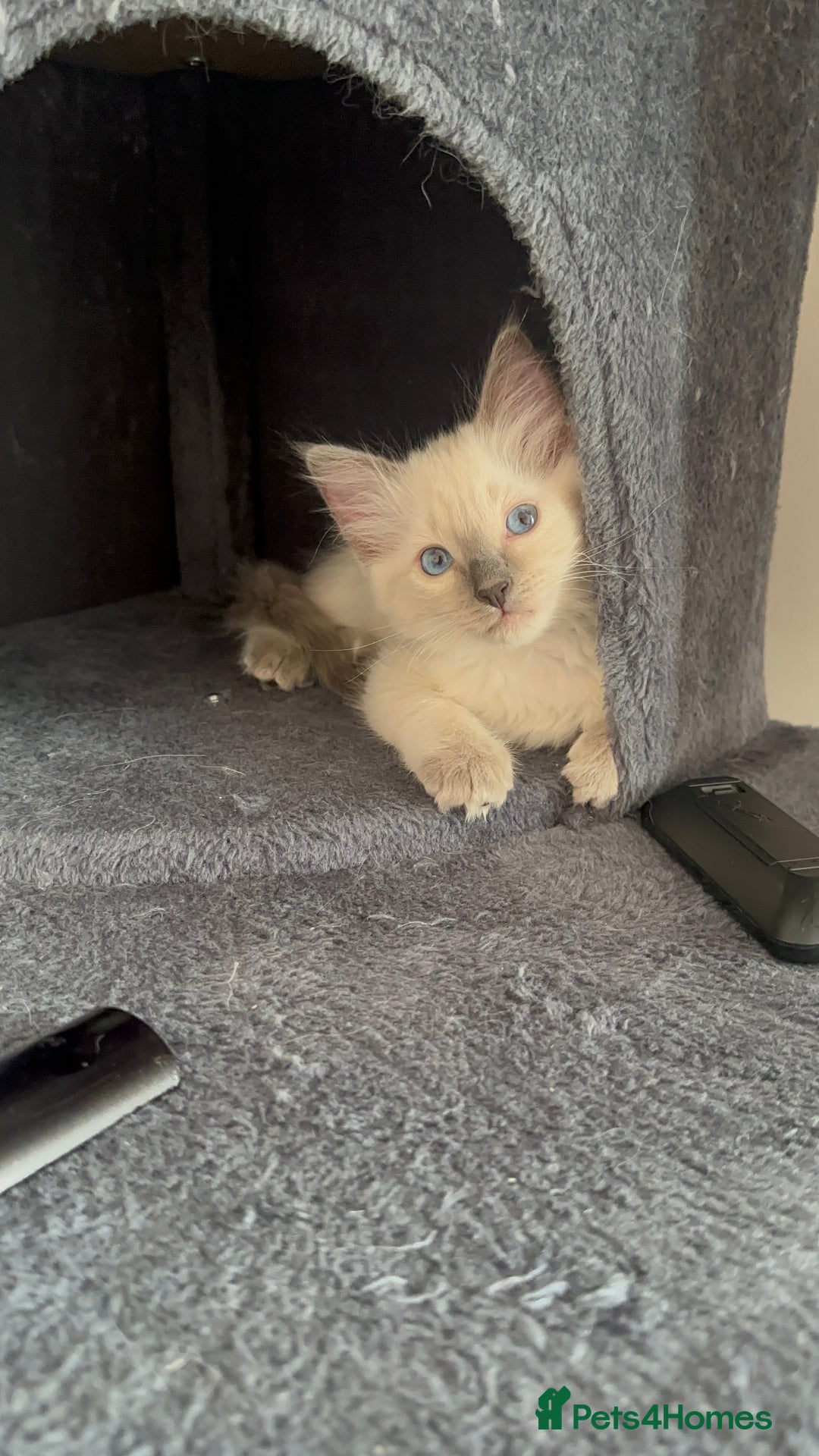 Ragdoll cats for sale: 🐾 LAST BLUEPOINT RAGDOLL FEMALE  🐾 - Image 5